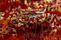 Anilao Diving