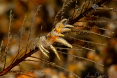 Anilao Diving
