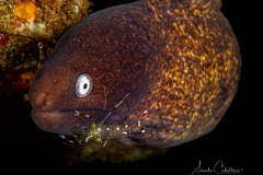 Anilao Diving