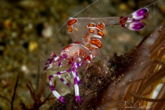 Anilao Diving