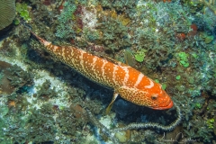 Tauchen Cayo Largo