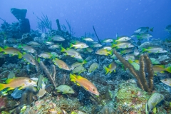 Tauchen Cayo Largo
