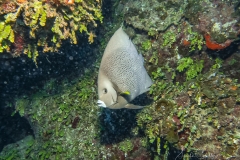 Tauchen Cayo Largo