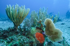 Tauchen Cayo Largo