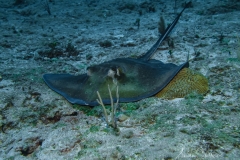 Tauchen Cayo Largo