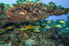Tauchen Cayo Largo