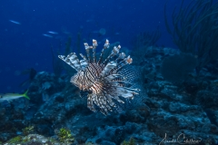 Tauchen Cayo Largo