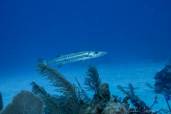 Tauchen Cayo Largo