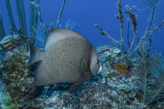Tauchen Cayo Largo