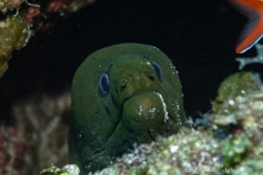 Tauchen Cayo Largo