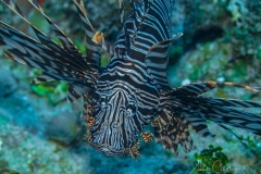 Tauchen Cayo Largo