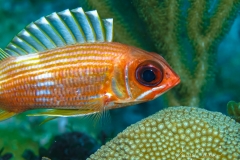 Tauchen Cayo Largo