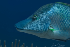 Tauchen Cayo Largo