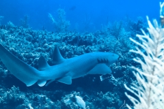 Tauchen Cayo Largo