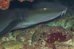 Tauchen Cayo Largo