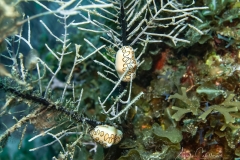 Tauchen Cayo Largo