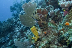Tauchen Cayo Largo