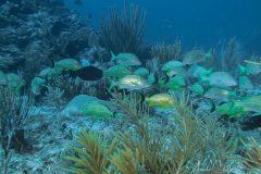 Tauchen Cayo Largo