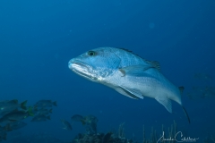 Tauchen Cayo Largo