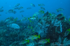 Tauchen Cayo Largo