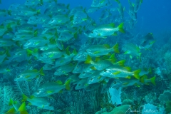 Tauchen Cayo Largo