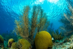 unterwasser-1