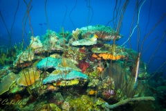 unterwasser-5