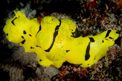Sea-Pics.de