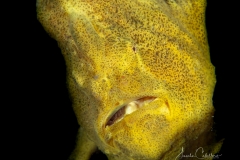 Sea-Pics.de
