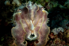 Sea-Pics.de