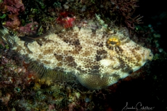 Sea-Pics.de