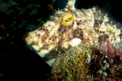 Sea-Pics.de