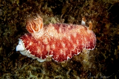 Sea-Pics.de
