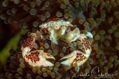 Sea-Pics.de