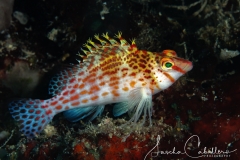 Sea-Pics.de