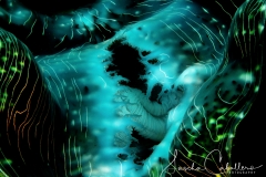 Sea-Pics.de
