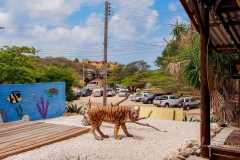 Curacao Beach Playa Lagun