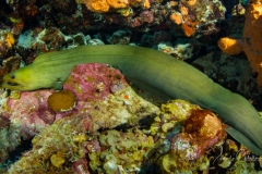 Tauchen Curacao