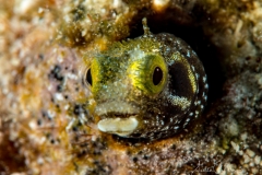 Tauchen Curacao
