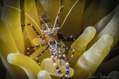 Tauchen Curacao