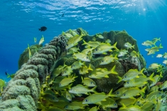 Tauchen Curacao