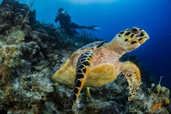 Tauchen Curacao