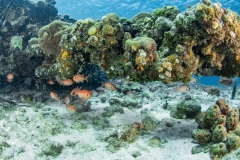 Tauchen Curacao