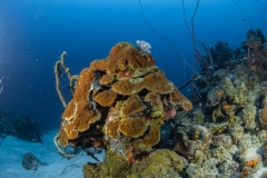 Tauchen Curacao