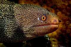 Tauchen Curacao