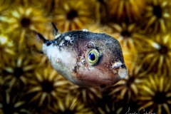 Tauchen Curacao