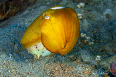 Cuttle Fish