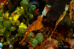 Pipe Fish