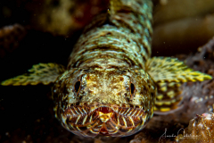 Eidechsenfisch