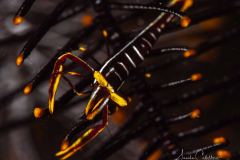 Zibra Shrimp